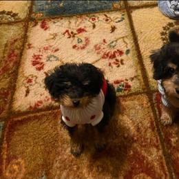 Yorkipoo and Yorkshire Terrier Puppies from Texas Yorkies and Yorkiepoos