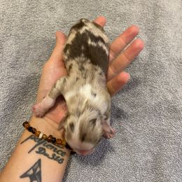 Miniature Australian Shepherd Puppies from Quarle Ranch Mini Aussies