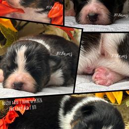 4 Lady Luck, BTF - Black tri-color female Australian Shepherd puppy in Huntington, Texas from JKKJ Farms, LLC