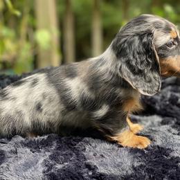 Dachshund Puppies from Doxie Dapples