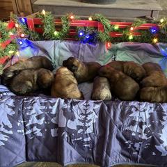 Baby boy two - Reddish brown male Leonberger puppy in Brandywine, Maryland from QVR Labradors, Leonbergers and Frenchies