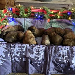 Baby boy two - Reddish brown male Leonberger puppy in Brandywine, Maryland from QVR Labradors, Leonbergers and Frenchies