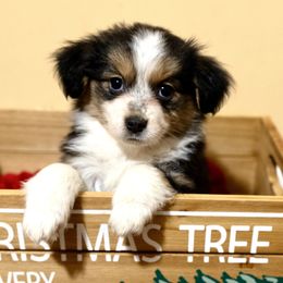 Ginger Snap - Black tri Miniature Australian Shepherd puppy in Tennessee from Coolsprings Aussies
