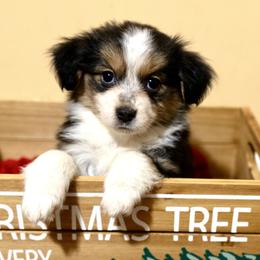 Ginger Snap - Black tri Miniature Australian Shepherd puppy in Tennessee from Coolsprings Aussies