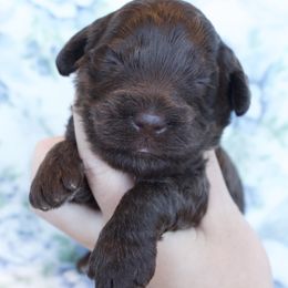 Hermione - Brown female Cockapoo puppy in Bethlehem, Georgia from Darling Doodles
