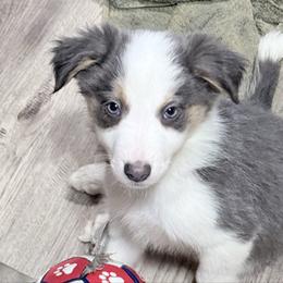 Duke - Tri-color male Border Collie puppy in Guffey, Colorado from Sunset Ridge