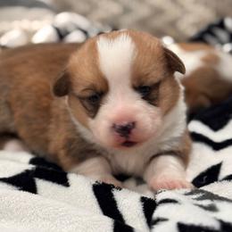 Louie - Red male Pembroke Welsh Corgi puppy in Beggs, Oklahoma from Blue Diamond Corgi’s