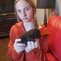 Tulip - Black female Scottish Terrier puppy in Crossville, Tennessee from Cavern Kennels