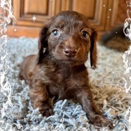 Chance - Chocolate and tan male Dachshund puppy in Aiken, South Carolina from State Eight Dachshunds