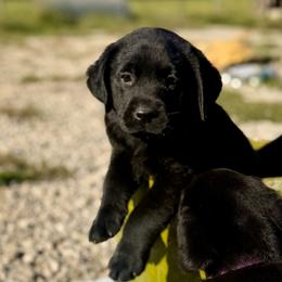 Hickory (Lime Green Collar) - Black male Dilute Retriever puppy in Baldwin City, Kansas from Hedge Lane Labradors