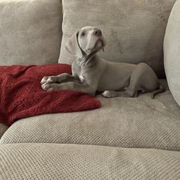 Great Dane Puppies from Starlight Danes