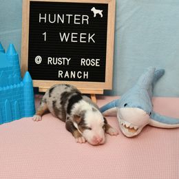 Miniature American Shepherd and Miniature Australian Shepherd Puppies from Rusty Rose Mini Aussies and Mini American Shepherds