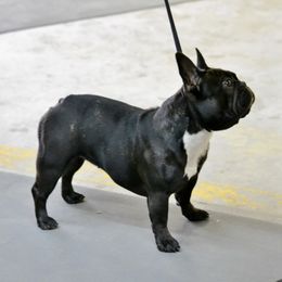Brie - French Bulldog