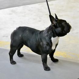 Brie - French Bulldog
