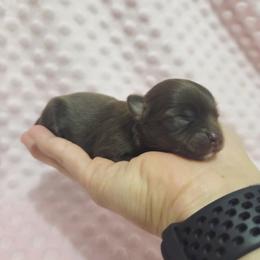 Girl 1 - Chocolate and tan female Chihuahua puppy in Richmond, Virginia from Breens