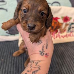 Wrangler - Chocolate and tan male Dachshund puppy in Barnard, Missouri from KB Doxies