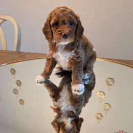 Dorothy - Parti female Goldendoodle puppy in Lynn Haven, Florida from JoZy's Doodles