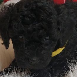 Poodles from Linn's Poodles