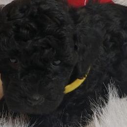 Poodles from Linn's Poodles