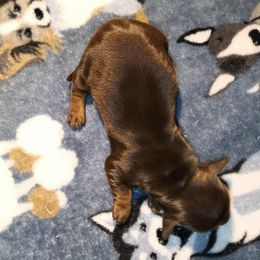 Charlie - Chocolate and tan female Dachshund puppy in Marshall, Texas from Wilson's Kennels
