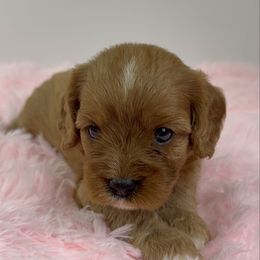 Kiara - Red female Cavapoo puppy in Miami, Florida from Mario’s Pups