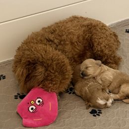 Maltese and Maltipoo Puppies from Julie Tremblay