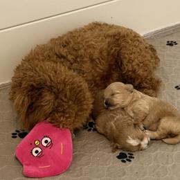Maltese and Maltipoo Puppies from Julie Tremblay
