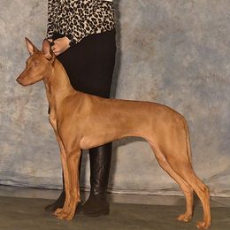 Surf - Pharaoh Hound