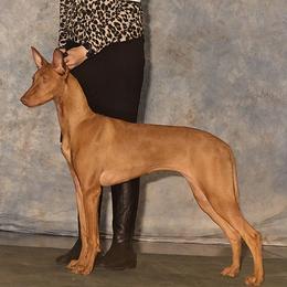Surf - Pharaoh Hound