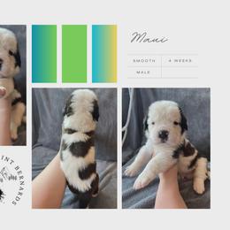 Maui - Mahogany and white male Saint Bernard puppy in Saltsburg, Pennsylvania from Loyal Ridge Saint Bernards