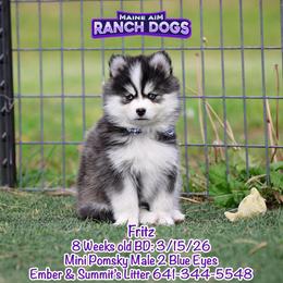 Fritz - Black and white male Pomsky puppy in Humeston, Iowa from M.A.R. Dogs