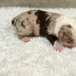 Lady Liberty - Red merle female Miniature Australian Shepherd puppy in Oakland, Maryland from Yarborough Kennels