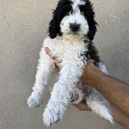 Sheepadoodle Puppies from Pretty Perfect Pups