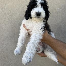 Sheepadoodle Puppies from Pretty Perfect Pups