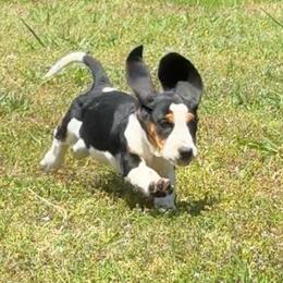 Yasmin - Black tan and white female Basset Hound puppy in Cleveland, Tennessee from Smokey Mtn Bassets