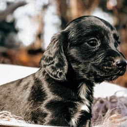 Sebastian - Black male Dachshund puppy in Cleveland, Alabama from Doxieland Delight