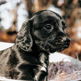 Sebastian - Black male Dachshund puppy in Cleveland, Alabama from Doxieland Delight