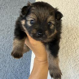 Pip - Black and tan parti male Pomeranian puppy in Costa Mesa, California from Wheresmil0