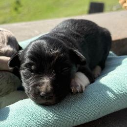 Batman - Black and white male Border Collie puppy in North Lakeport, California from Wild Rose Ranch