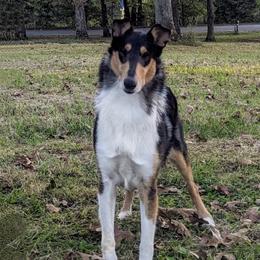 Logan - Black white and tan male Collie puppy in Dickson, Tennessee from Ceilidh Collies