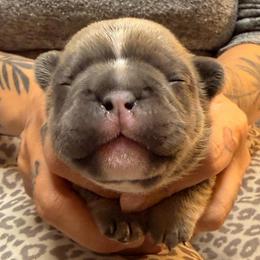 1 - Blue fawn male French Bulldog puppy in Spanaway, Washington from Frog Faced Frenchies