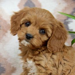 Bernedoodle and Cavapoo Puppies from Lawler’s Legacy Litters