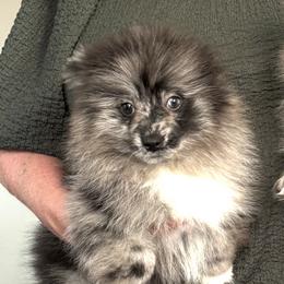 Waylon ( Jennings ) - Blue merle male Pomeranian puppy in Jackson, New Jersey from Peapod Pomeranians