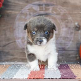 Spice - Blue male Pembroke Welsh Corgi puppy in Bedford, Indiana from Sunny Acres Corgis