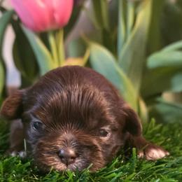 Mia Belle (Eleanor) - Chocolate female Shih Tzu puppy in Brighton, Missouri from Morningstar's Shih Tzu