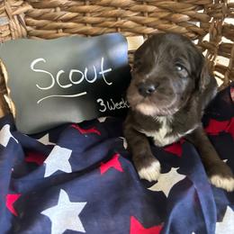 Scout - Blue merle male Aussiedoodle puppy in Eastland, Texas from H5 Mini Doodles