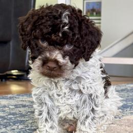 Nos-Boy 1- Navy collar - Brown male Lagotto Romagnolo puppy in Ashland, Ohio from SS Australian Shepherds