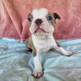 JOYCE - Lilac female Boston Terrier puppy in Anderson, South Carolina from Lola’s House of Bostons & Rescue