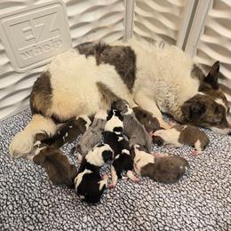 American Corgi puppies from Double K Corgis