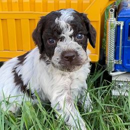 Lagotto Romagnolo Puppies from Michigan Lagotto